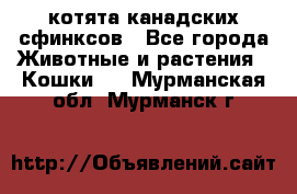 котята канадских сфинксов - Все города Животные и растения » Кошки   . Мурманская обл.,Мурманск г.